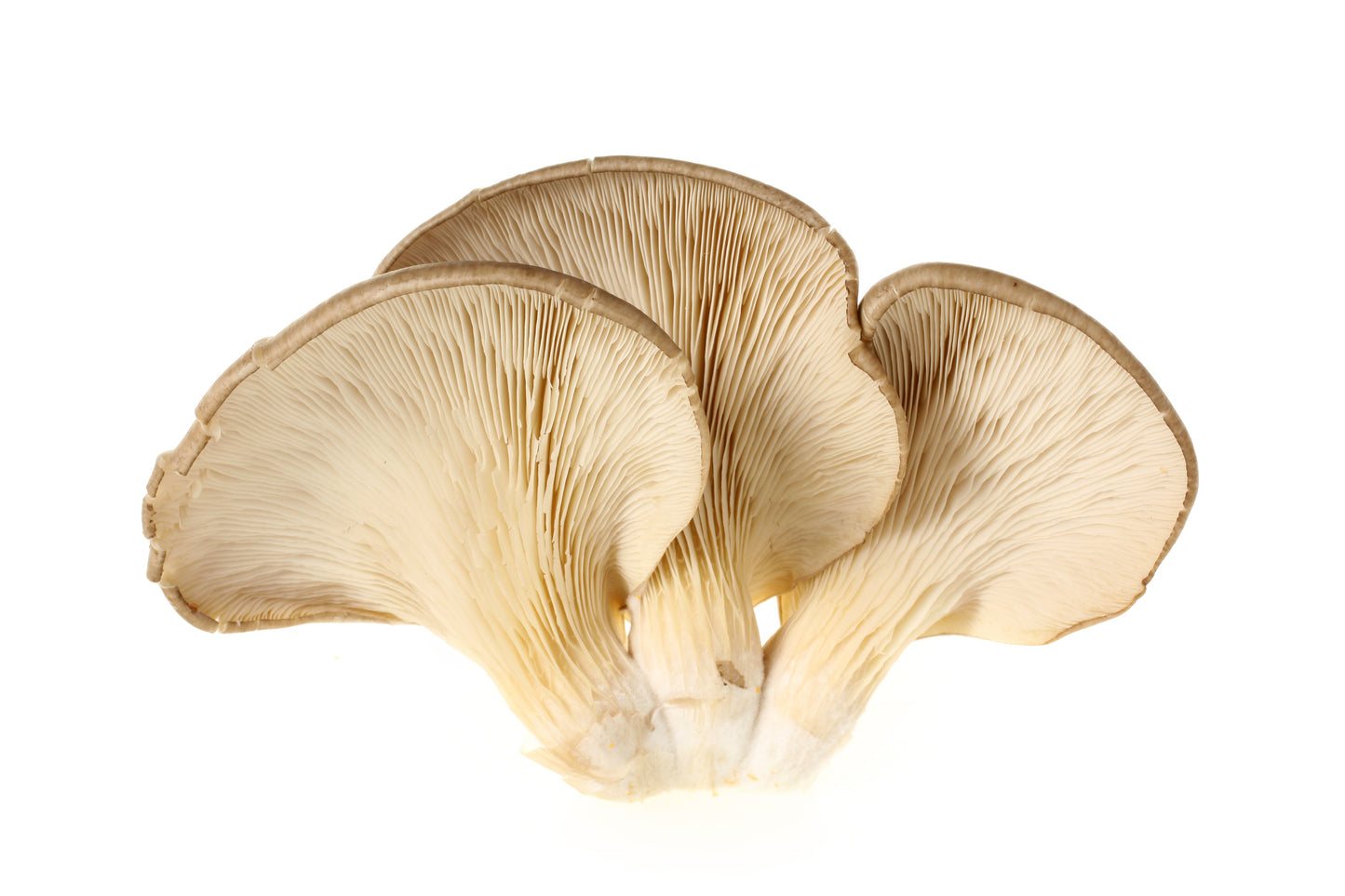 Cut Mushrooms