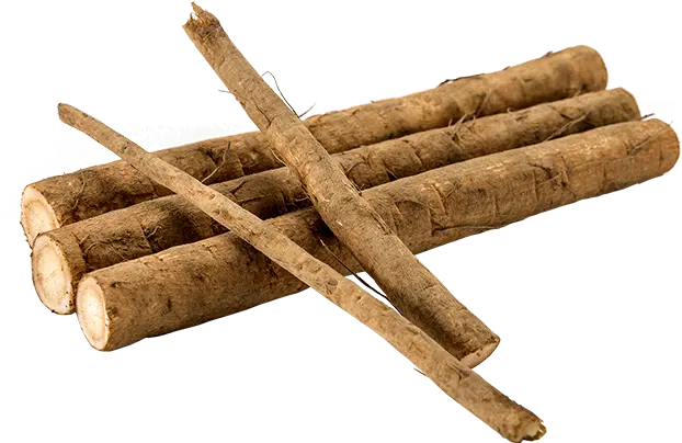 ごぼう Fresh Burdock (GOBOU)