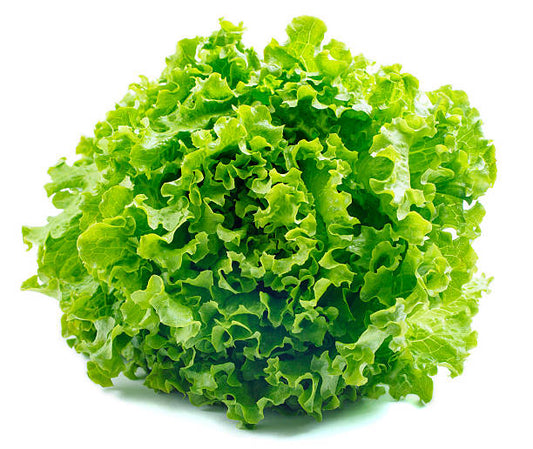 lettuce Hydroponically grown Vegetables<200 grams>