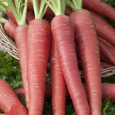 Carrot<500 grams>