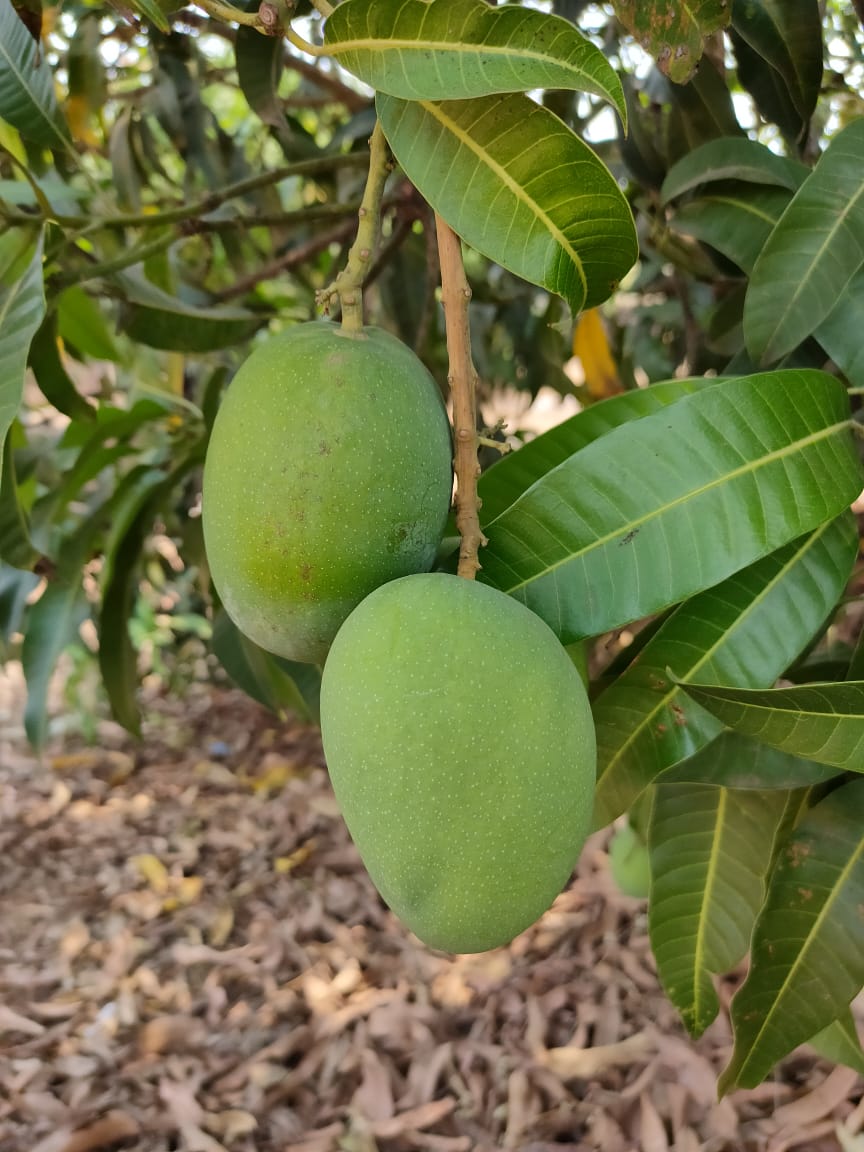 《Pre-order for 10th May  》Ratnagiri Alphonso Mango｜King of Mangoes