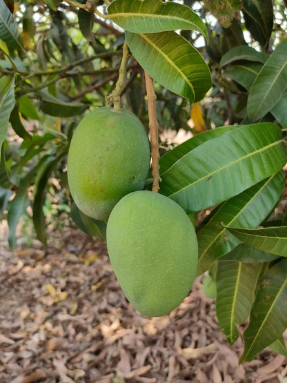 《Pre-order for 4th May  》Ratnagiri Alphonso Mango｜King of Mangoes