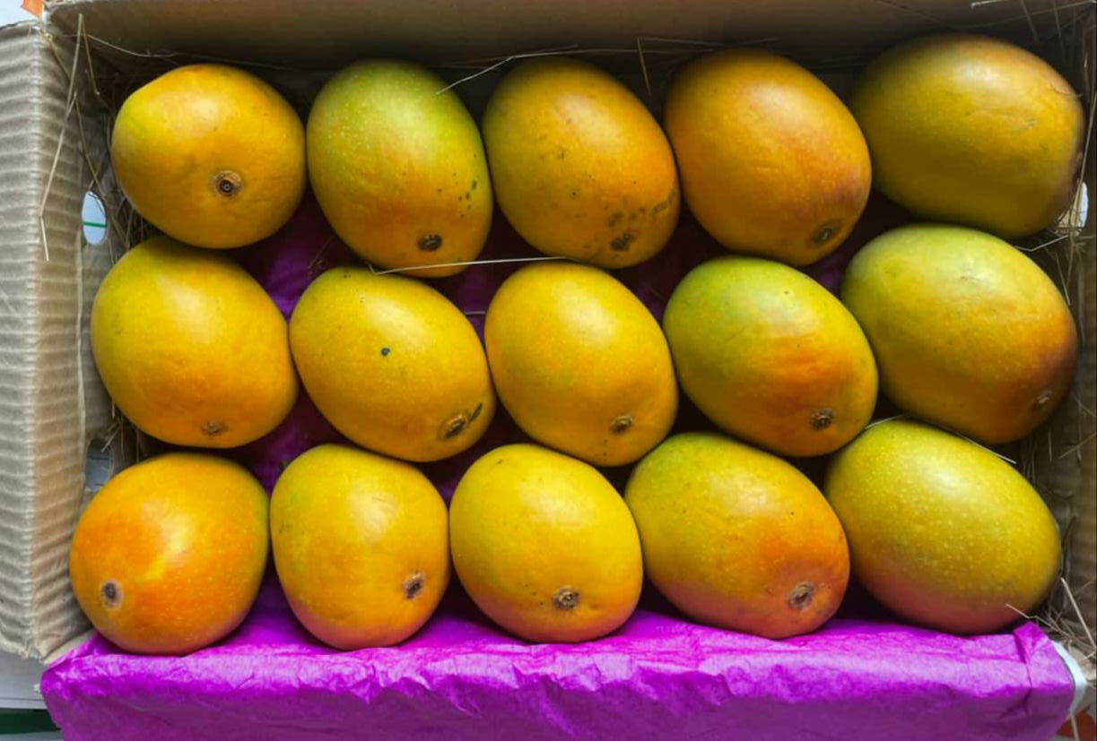 《Pre-order for 4th May  》Ratnagiri Alphonso Mango｜King of Mangoes