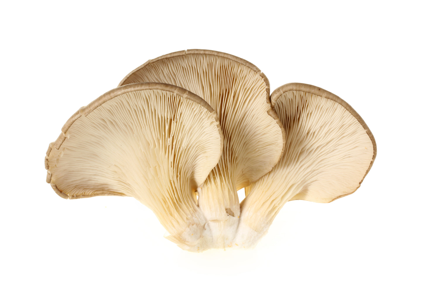 White Oyster Mushrooms