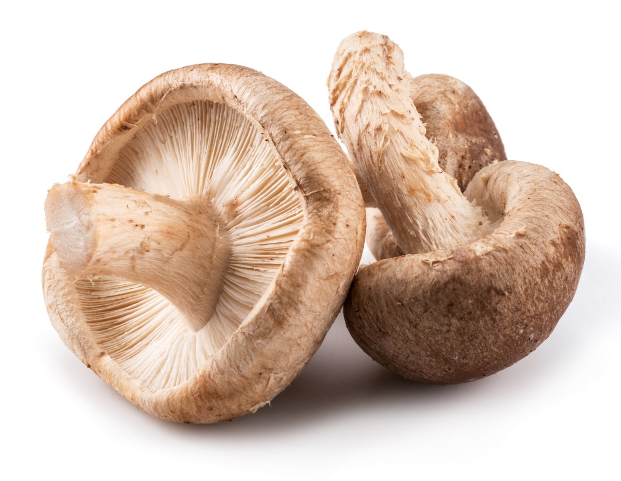 Fresh Shitake Mushroom