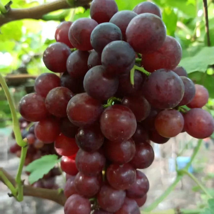 Organic Grape<500g>