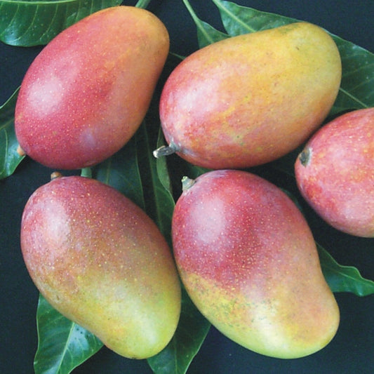 Organic Ambika Mango<1 KG>