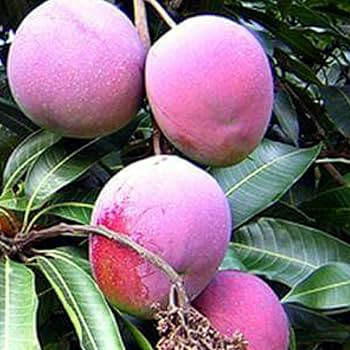 Organic Arunika mango<1kg>