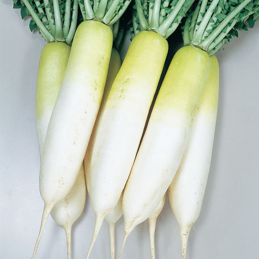 Daikon ( Japanese veriety)Big Size 1 pcs