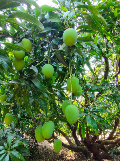 《Pre-order for 10th May  》Ratnagiri Alphonso Mango｜King of Mangoes