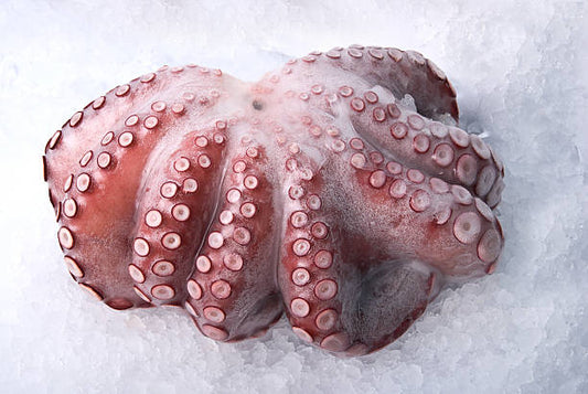 Frozen Octopus